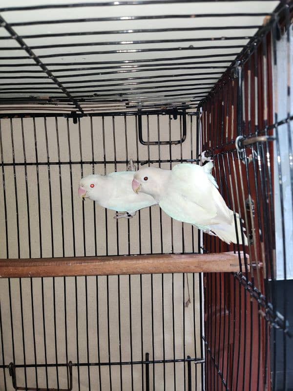 love bird / albino / black eye female with red eye male 3