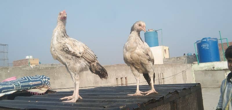 aseel chicks | Desi breeder murga 0