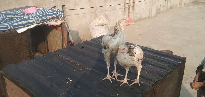 aseel chicks | Desi breeder murga 4