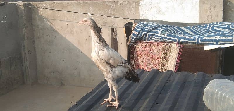 aseel chicks | Desi breeder murga 5