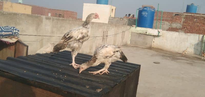 aseel chicks | Desi breeder murga 6