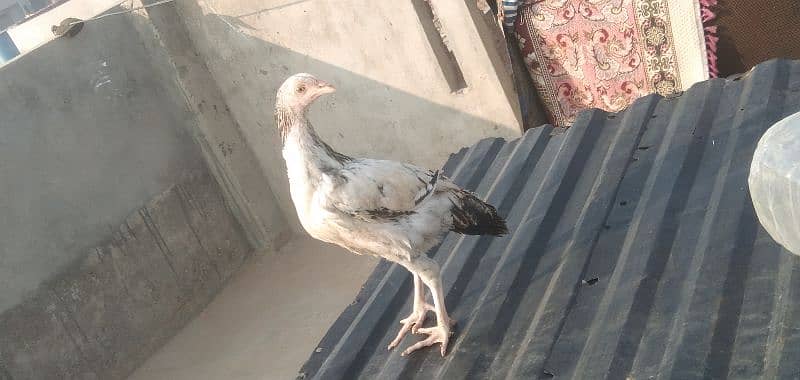 aseel chicks | Desi breeder murga 7