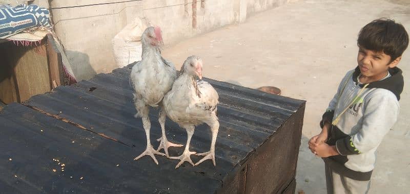 aseel chicks | Desi breeder murga 8