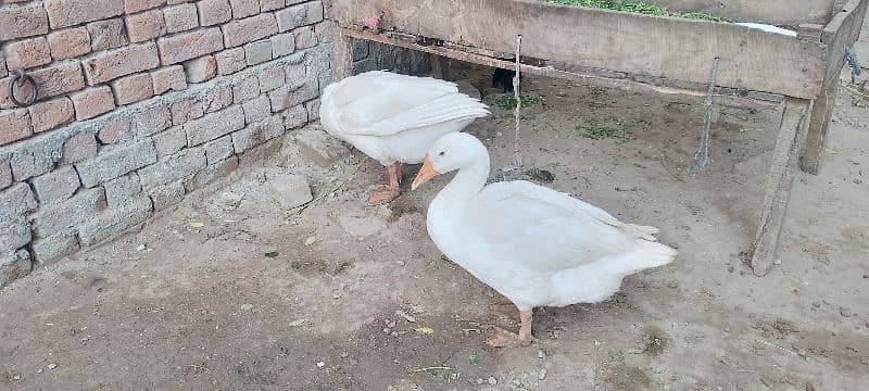 ducks male female 3