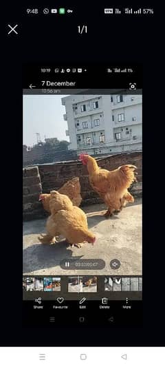 golden buff chicks