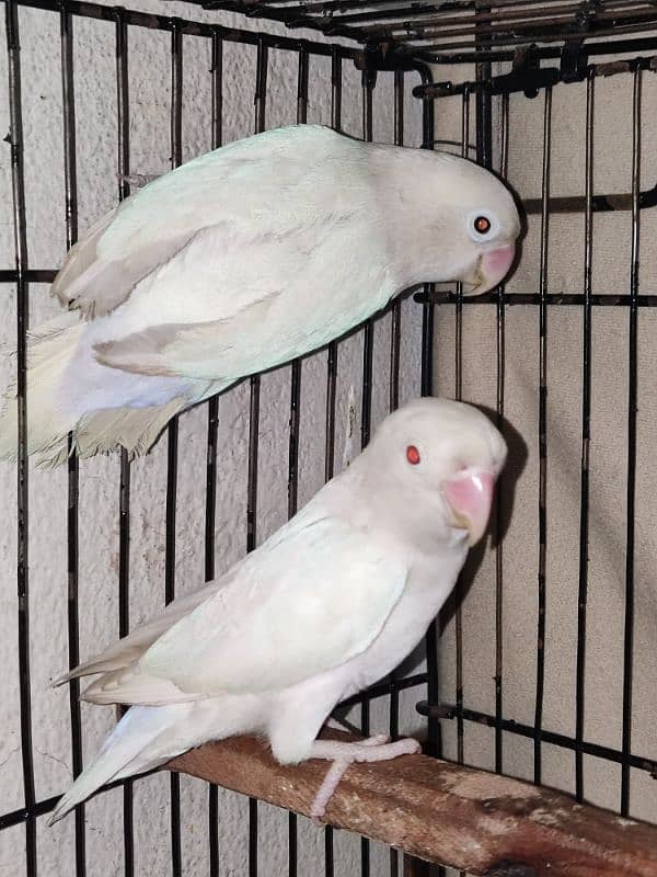 love bird / albino / black eye female with red eye male 4