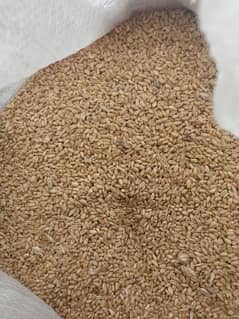 wheat good quality