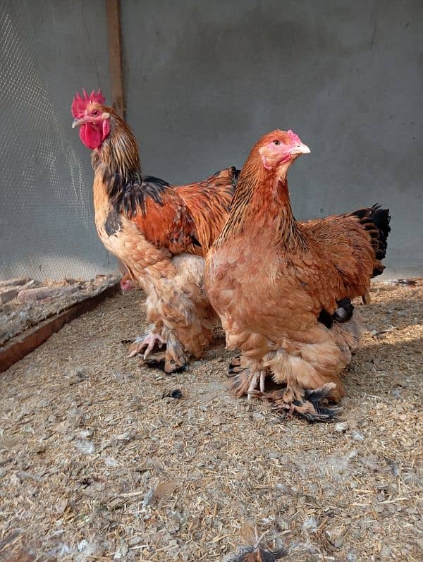 Brahma male,eggs and chicks 2