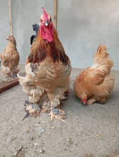 Brahma male/eggs and chicks