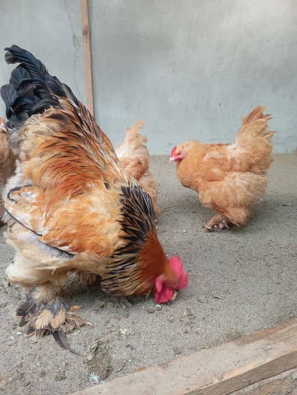 Brahma male,eggs and chicks 4