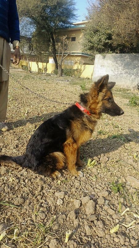 german female 5 month age 1