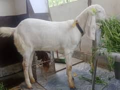 Female Pure Rajanpuri Gulabi Goat