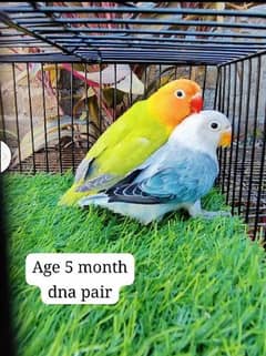 love birds