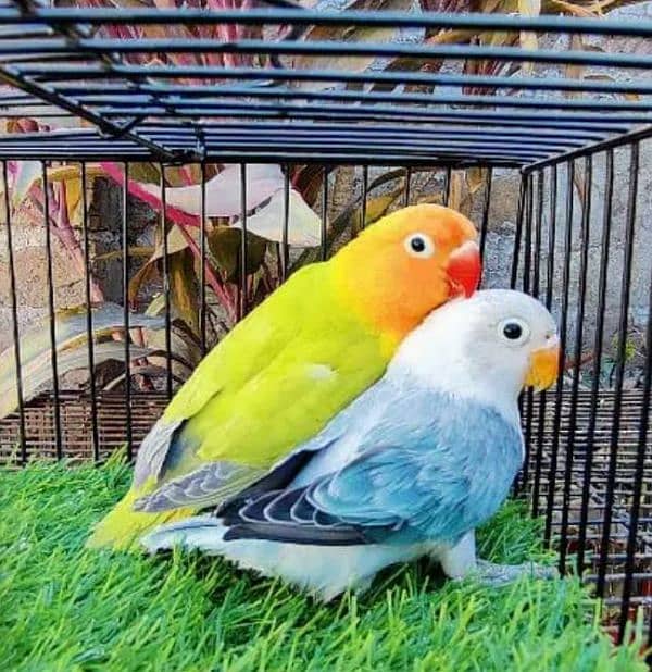 love birds 3