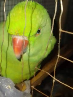 Parrot female for sale