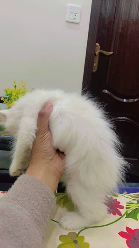 persian cat 0