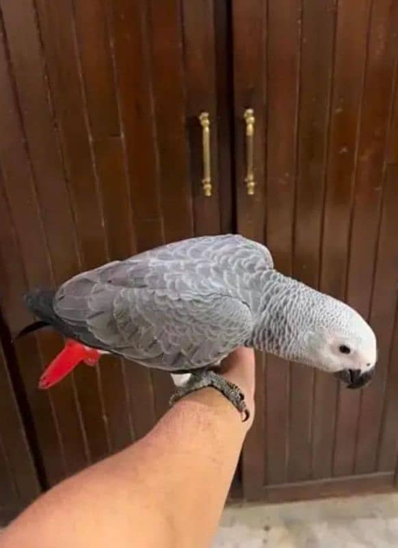 African grey parrot check for sale 03351695560 1