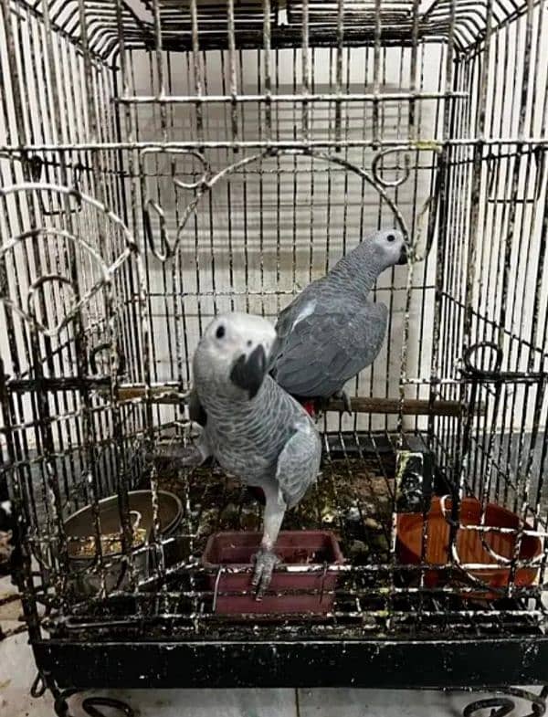 African grey parrot check for sale 03351695560 2