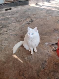 Russian Cat full white colour with blue eyes