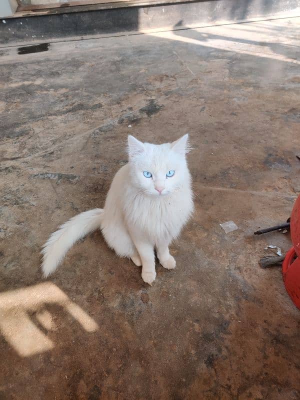 Russian Cat full white colour with blue eyes 1