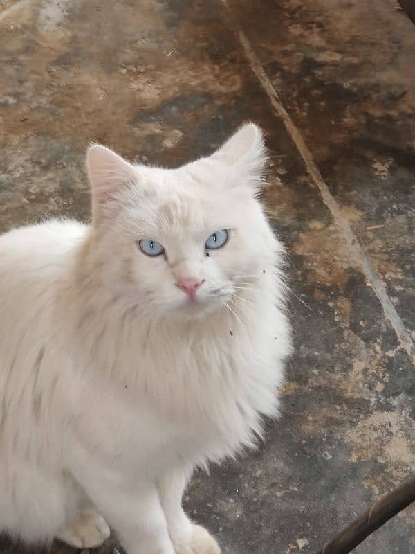 Russian Cat full white colour with blue eyes 2