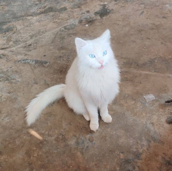 Russian Cat full white colour with blue eyes 3