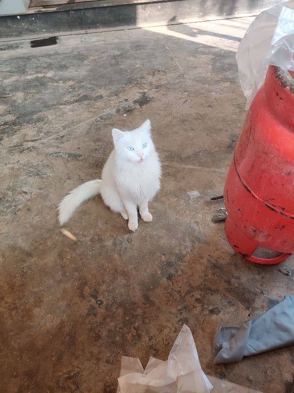 Russian Cat full white colour with blue eyes 4