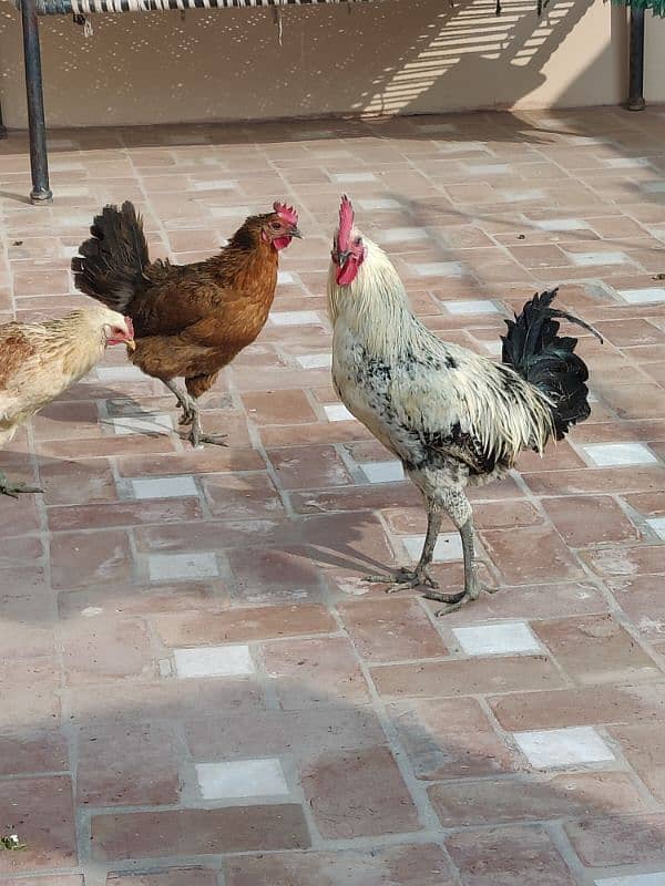 hens for sale pair egg laying 1