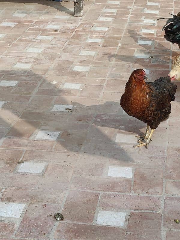 hens for sale pair egg laying 2