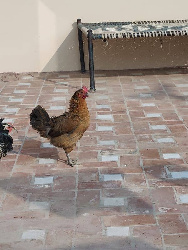 hens for sale pair egg laying 3