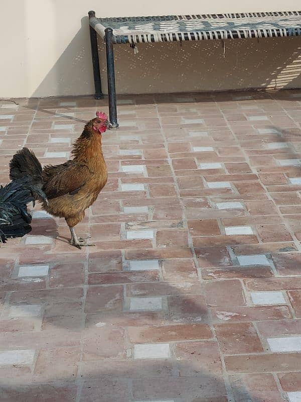 hens for sale pair egg laying 4