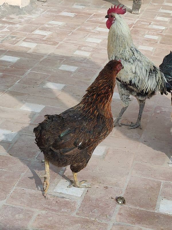 hens for sale pair egg laying 5