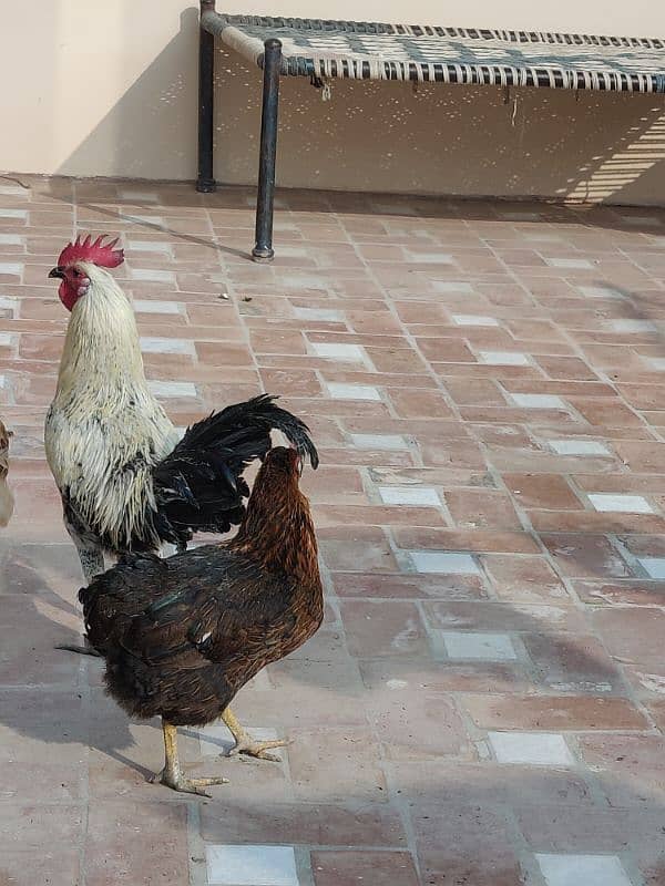 hens for sale pair egg laying 7