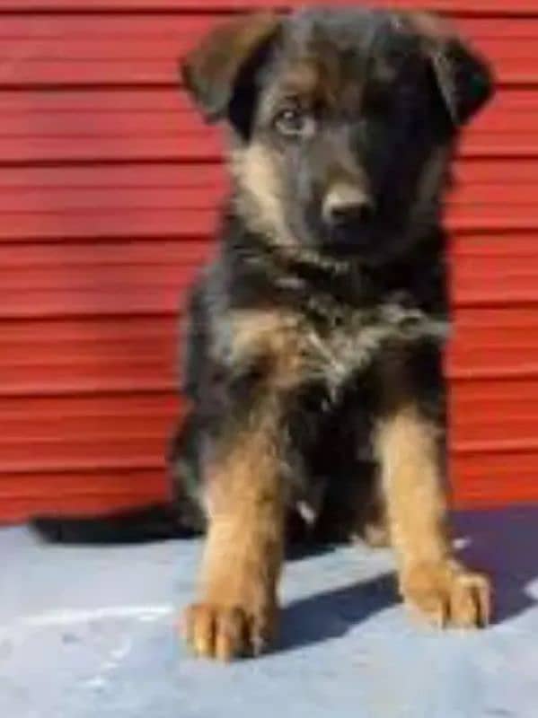 GERMAN SHEPHERD PUPPIES 0