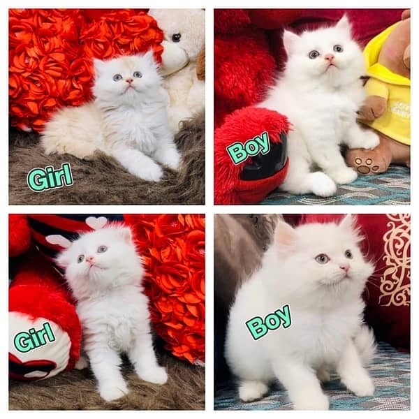 CASH ON DELIVERY (Gift quality cute persian lovely kittens pjnch face 1