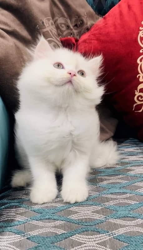 CASH ON DELIVERY (Gift quality cute persian lovely kittens pjnch face 2