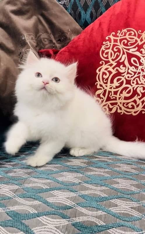 CASH ON DELIVERY (Gift quality cute persian lovely kittens pjnch face 3