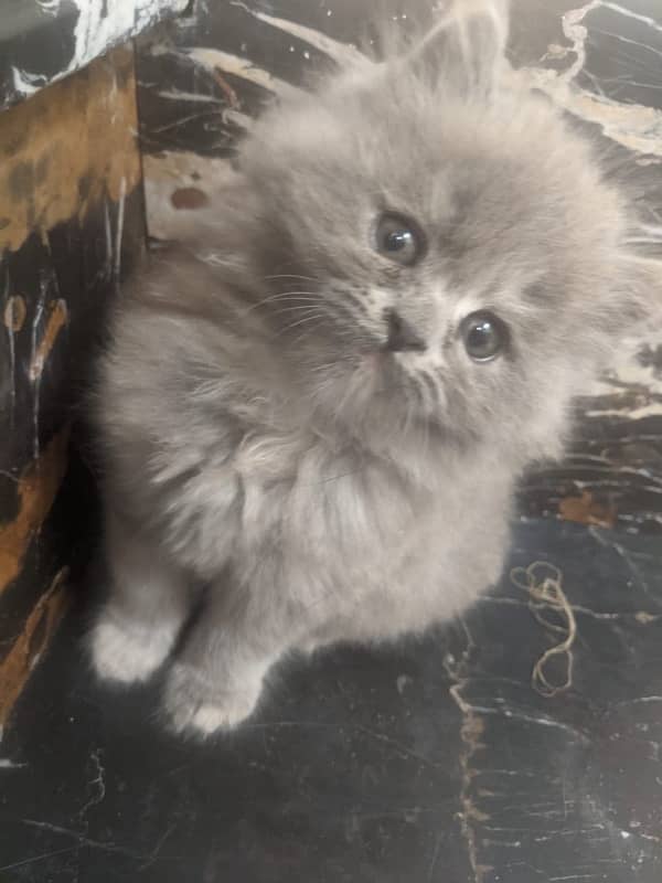 CASH ON DELIVERY (Gift quality cute persian lovely kittens pjnch face 4