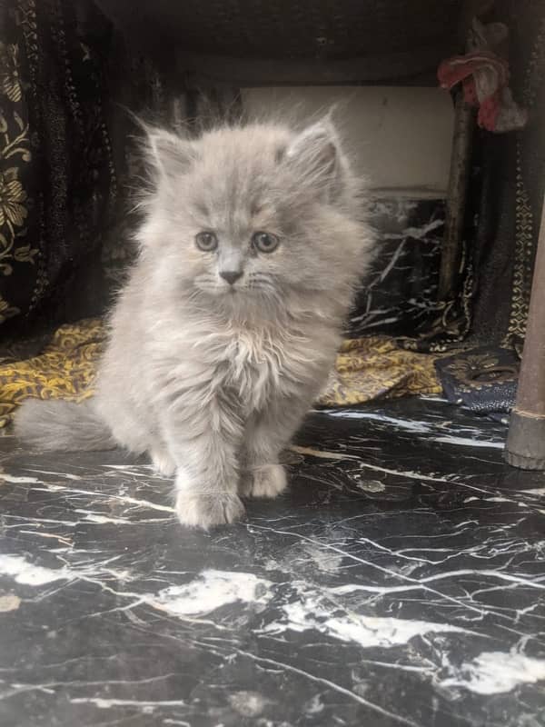 CASH ON DELIVERY (Gift quality cute persian lovely kittens pjnch face 5