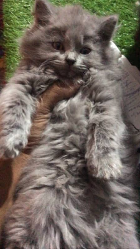 CASH ON DELIVERY (Gift quality cute persian lovely kittens pjnch face 7