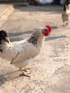 desi egg laying murgiyan murgy urgent sale