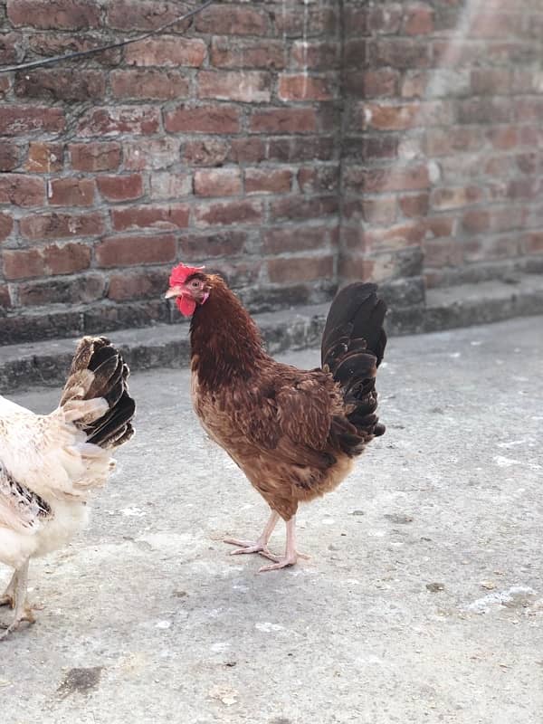 desi egg laying murgiyan murgy urgent sale 2