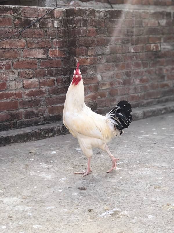 desi egg laying murgiyan murgy urgent sale 3