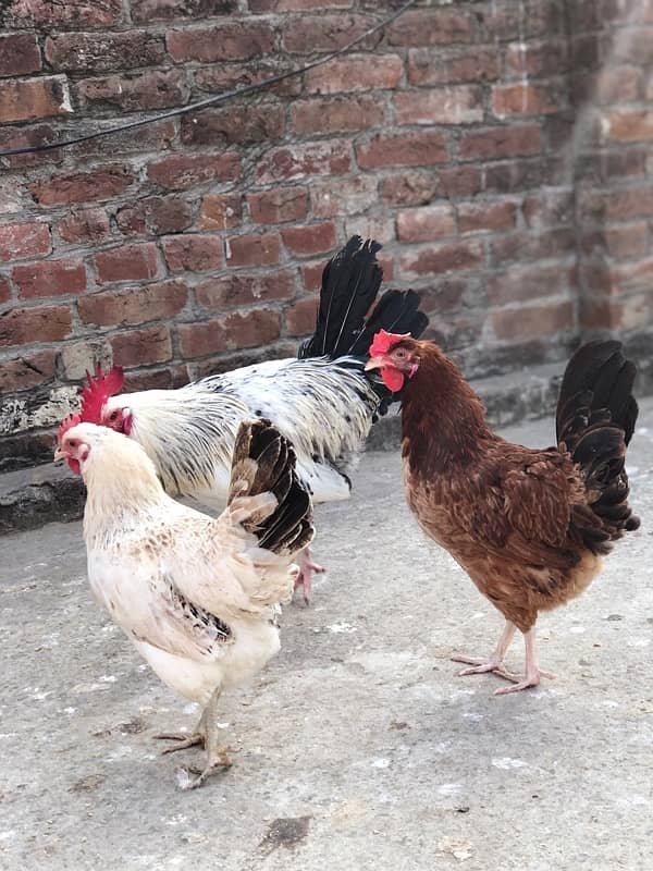 desi egg laying murgiyan murgy urgent sale 4