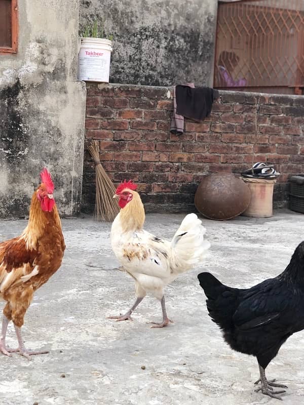 desi egg laying murgiyan murgy urgent sale 5