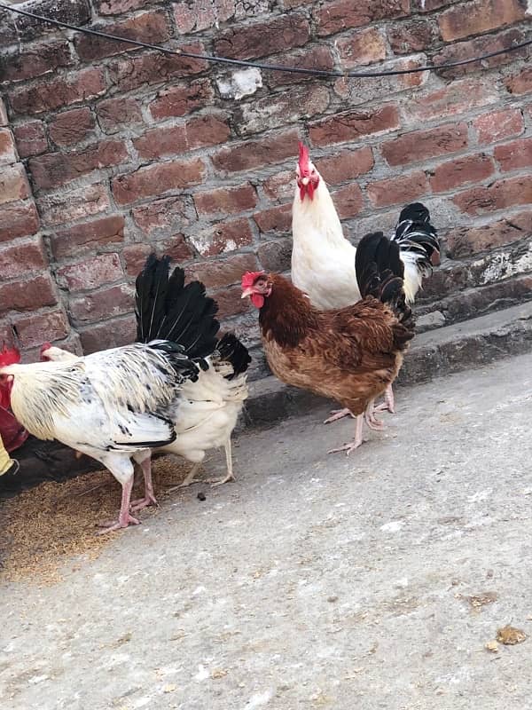 desi egg laying murgiyan murgy urgent sale 6