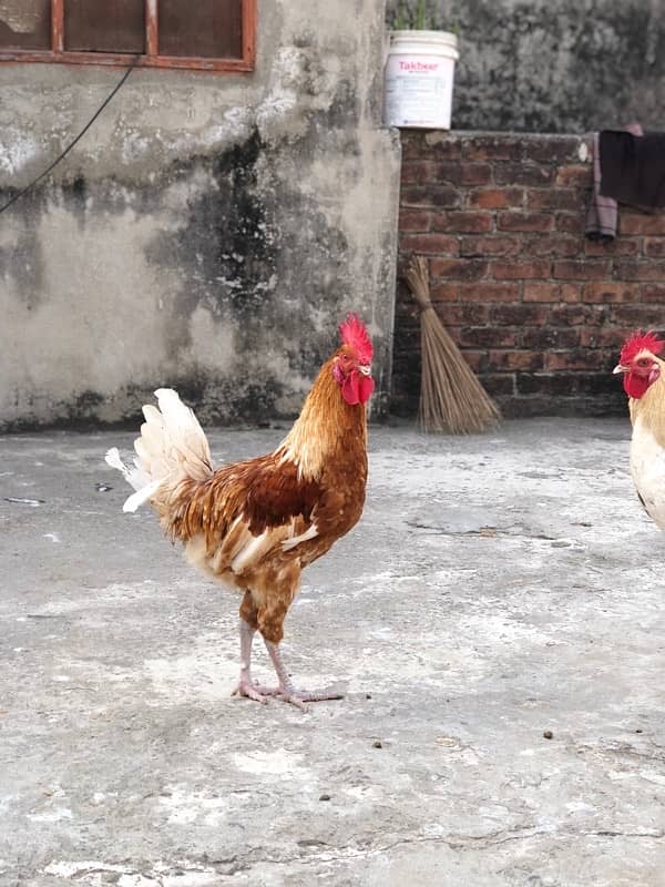 desi egg laying murgiyan murgy urgent sale 7