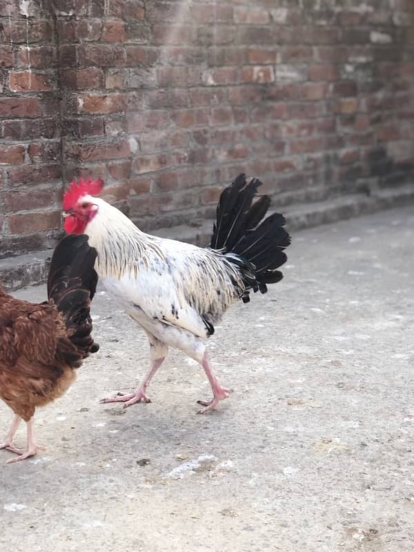 desi egg laying murgiyan murgy urgent sale 8