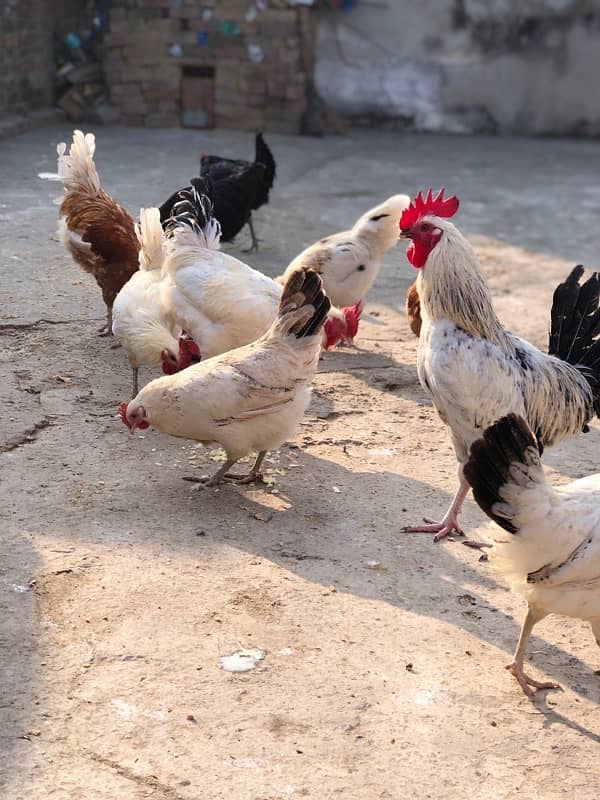 desi egg laying murgiyan murgy urgent sale 9