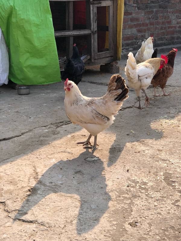 desi egg laying murgiyan murgy urgent sale 1